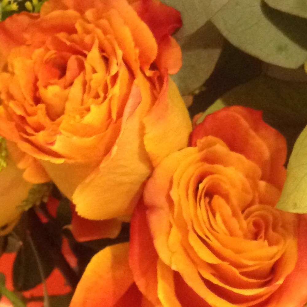 Meet your Posher, Ginger